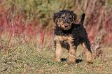 AIREDALE TERRIER 260